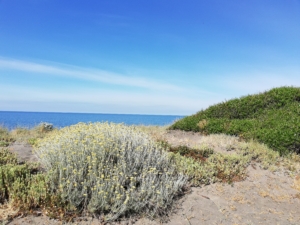 Spiaggia Libera Montalto di Castro