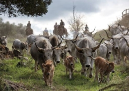 foto-maremma