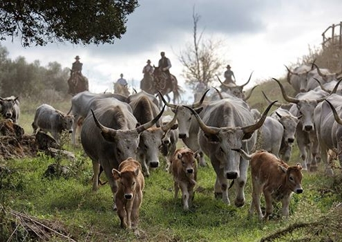 foto-maremma