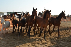 maremma d'amare sagra fiera montalto di castro
