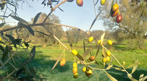 azienda-agricola-andrea-brunotti olio di canino