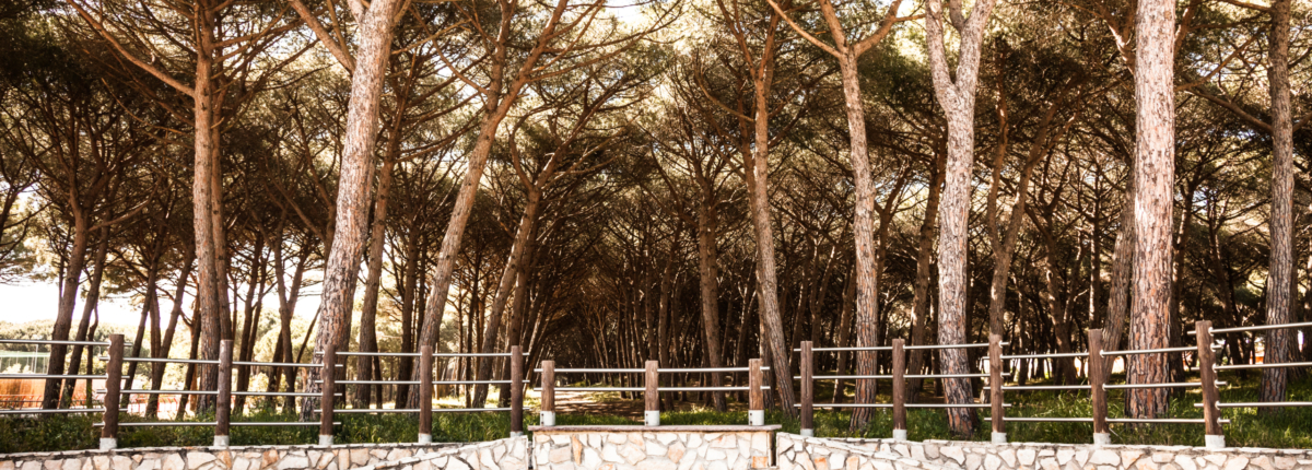 pineta a montalto marina