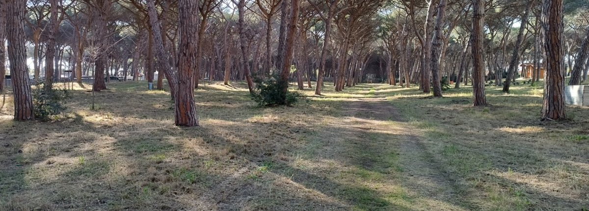 pineta comunale marina di montalto di castro