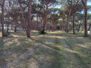 pineta comunale marina di montalto di castro