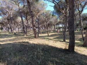 pineta comunale