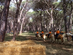 Pineta comunale zanette montalto